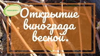 Открытие винограда весной в условиях Сибири. Марценюк Надежда