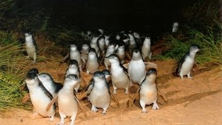 Парад Пингвинов. Остров Филиппа, Мельбурн, Австралия. Penguin Parade. Melbourne, Australia