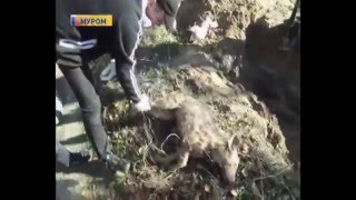 Чупакабра.   Кто это вампир,собака или мутант. Видео убитого зверя