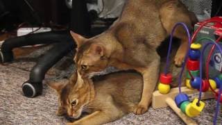 Вязка абиссинского кота и кошки. В мире животных. Abyssinian cats.