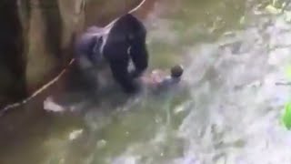 Gorilla Drags Child in Cincinnati Zoo