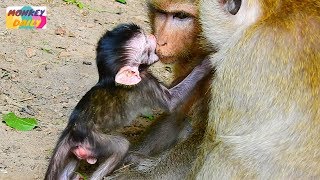 Sweet Daniela play & kiss mom like this | Baby really love mother so much | Monkey Daily 3154