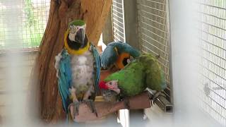 Plucked Chest Blue & Gold Macaw with Buffon's Macaw Listen to Trickle from Bio Pond with Buddies on