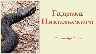 Гадюка Никольского