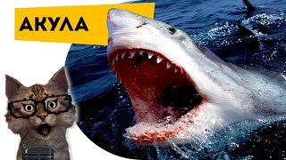 Наука для детей Животные | Акулы | Семен Ученый