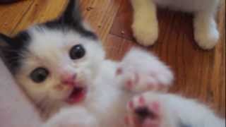 Soft Kitty