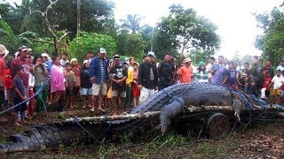 Les 10 Plus Gros Crocodiles Découverts