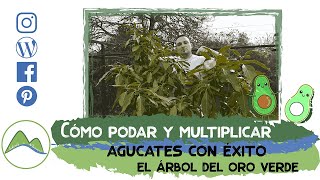 Cómo podar y multiplicar aguacates con éxito | LdN