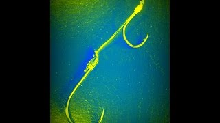 Kako napraviti podesivim živi mamac Hook ribolov rig