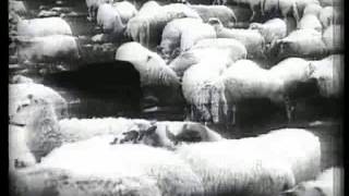 KRUŠEVO 1972 - PRIPREMA I GONJENJE OVACA NA VELEBIT