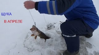 ЩУКА В АПРЕЛЕ НА КАПКАН/РЫБАЛКА ВЕСНОЙ НА ЩУКУ/