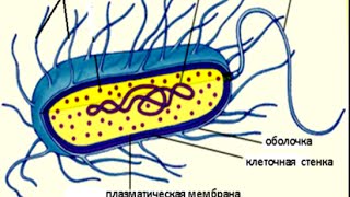 Строение бактерий. Биология 5 класс.