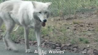Quick Tour to Bearizona in Flagstaff, Arizona, Wolves in front of our car.