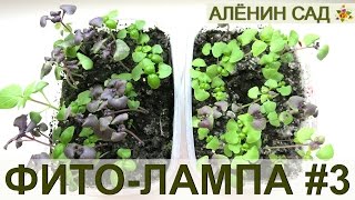 ЭКСПЕРИМЕНТ С ФИТОЛАМПОЙ. Часть 3 / Прошел месяц...