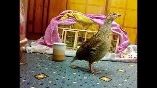 Irani Dakhni Teetar Voice!!!Dakhni teetar sound | teetar ki awaz!!!sindhi teetar ki boli