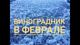 Виноградник в феврале - прогулка по винограднику