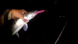 Судак,берш на рывковые воблеры DUO и HMKL.Zander Fishing.