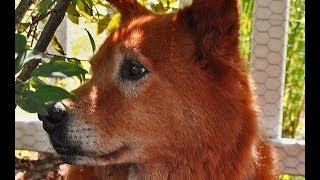 "My Old Dog" (best song in honor of the passing of man's best friend) Download
