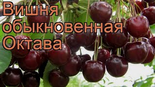 Вишня обыкновенная Октава (prunus cerasus) ? вишня Октава обзор: как сажать саженцы вишни Октава