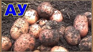 Выращиваем картофель в мешках часть 2 Growing potatoes in bags part -2