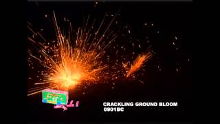 Crackling Ground Bloom Flower 0901BC Winda Fireworks by Red Apple Fireworks