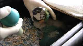 Blue & Gold Macaw chicks 3: Priam Research & Breeding