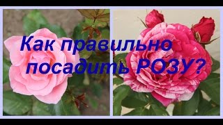 Как правильно посадить РОЗУ?