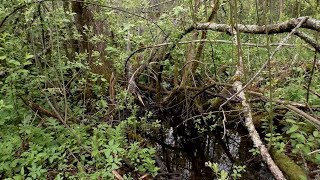 ML67 Раскопки немецкого ДЗОТа WW2 Earth and timber bunker excavations HD SUB