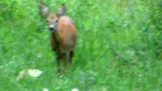 srnec lesný Capreolus capreolus