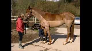mike-hayes-horses