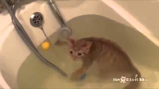 Кот, который любит плавать!