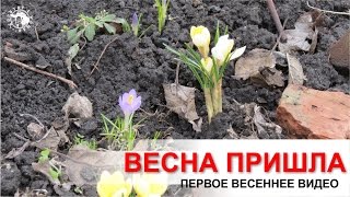 Весна. Первые крокусы. Первое весеннее видео.