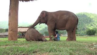 Faamai wants Lek to sing a lullaby to baby elephant, Thong Ae
