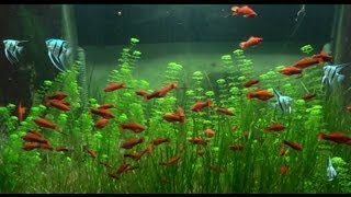 Red Swordtails School in 2800L Tank
