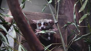 超かわいい！巣箱から２匹ひょっこり！小さなお猿さんショウガラゴ動画：上野動物園