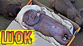 Бездомная собака родила человеческого детеныша.