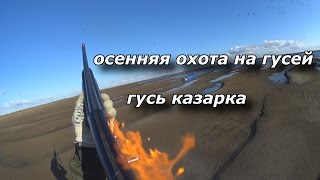 охота на гусей. ГУСЬ КАЗАРКА. goose hunting
