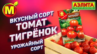 ? Урожайные Сорта Томатов 2019. ВКУСНЫЙ СОРТ ТОМАТ ТИГРЕНОК.