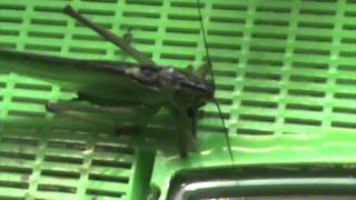 Cavalletta fa una capriola dopo l'attacco! - Katydid makes a capriole after predation!