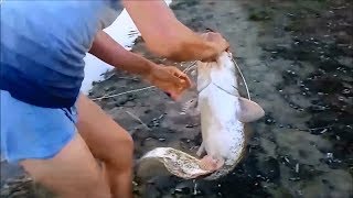 Вот это улов!!! Сом на донку как из пулемета. ЛОВЛЯ СОМА НА ЛЯГУШКУ