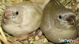 Амадины гульда, от рождения до вылета из гнезда