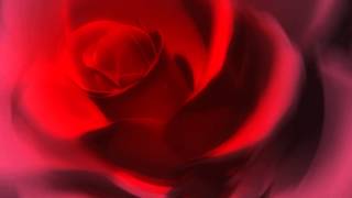 ФУТАЖ Роза - Footage Rose