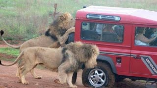 African Safari Lion Attacks Hunter - Wild Safari Drive in Africa
