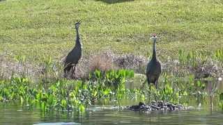 Nesting Sandhill Crane Part 2