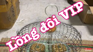 Lồng đôi bẩy chim cu gáy và cách sử dụng chim quen lồng