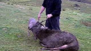 weimaraner hunting sambar deer  with graystalkers  beth