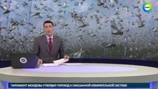 Прожорливый враг: Дагестан атаковали полчища саранчи - МИР24