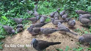 Cu Gáy Chợ Mới! Vương Quốc Chim Cu Gáy! Đam mê bất tận!