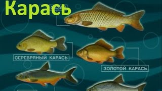 Диалоги о рыбалке -137- Подмосковье, ловля карася на деликатную снасть.