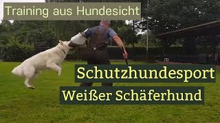 Schutzhundesport Weißer Schäferhund